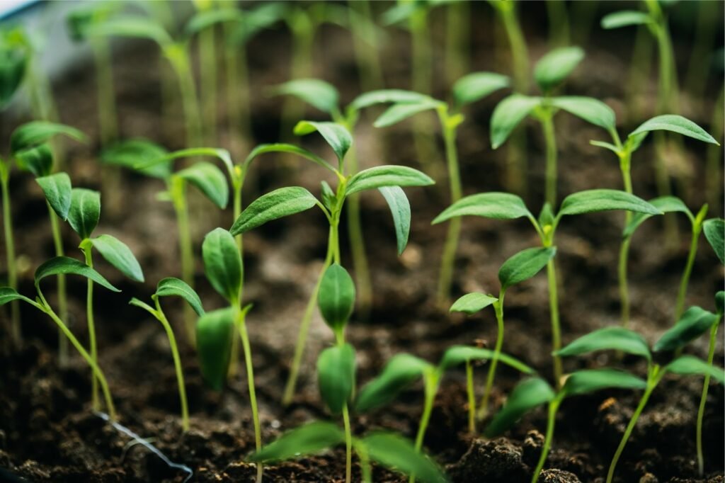 Organic Farming Products Hyderabad