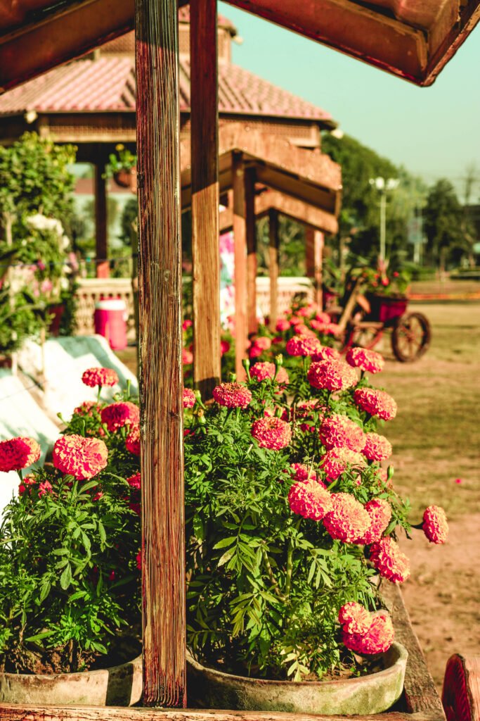 natural plant care products for home gardening India
