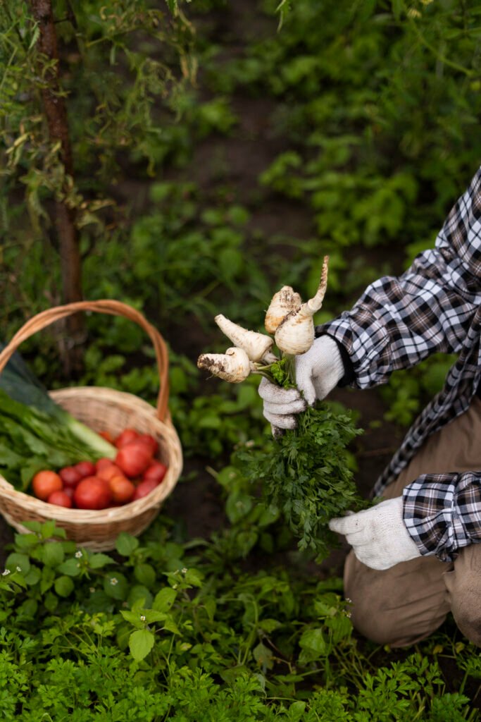 Growing fresh vegetables at home without chemicals | OUR