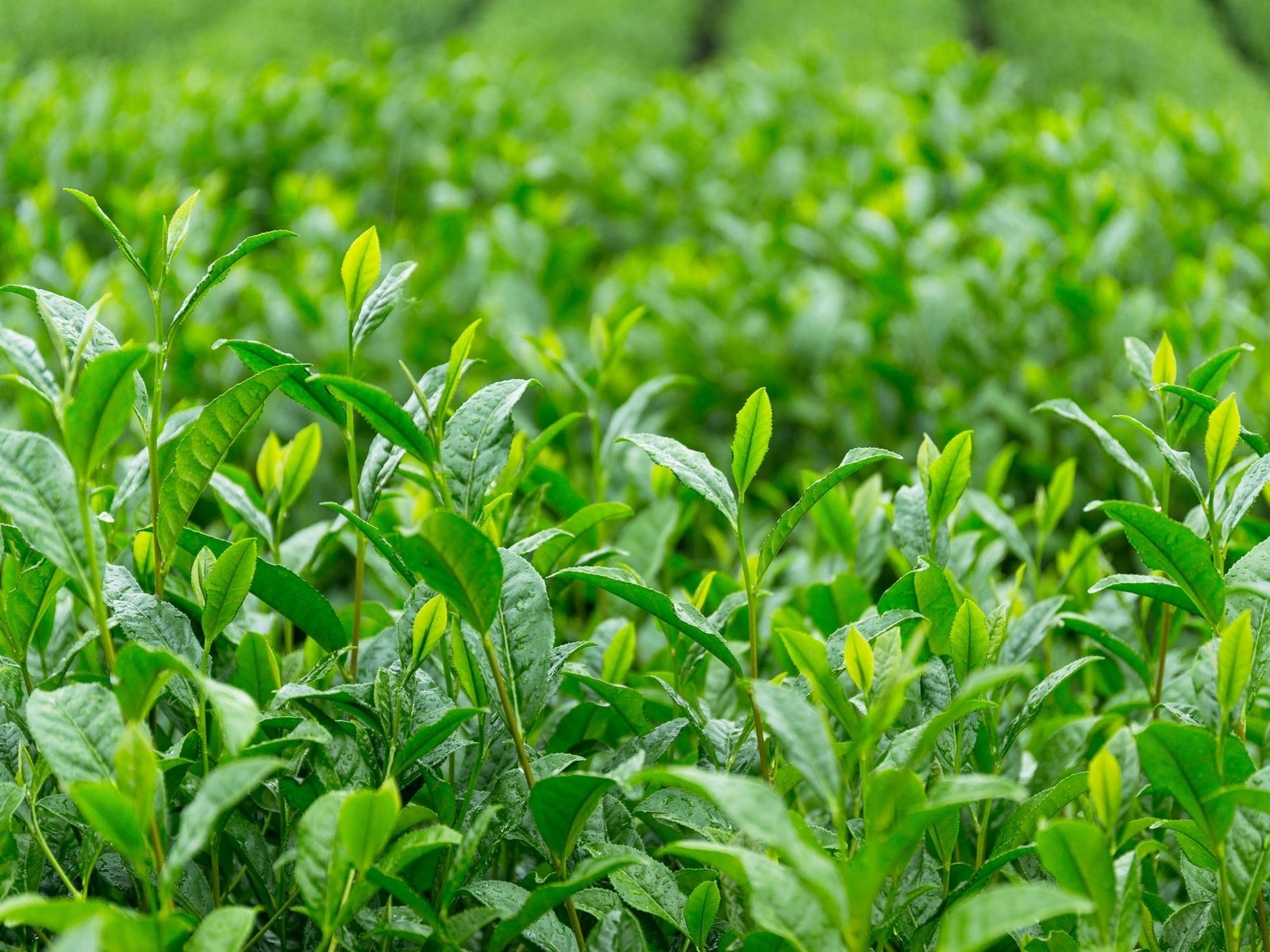 Affordable Home Gardening Services Near Me