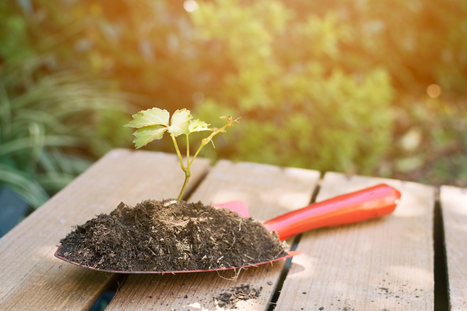 How to Improve Soil Health Naturally for Urban Farming