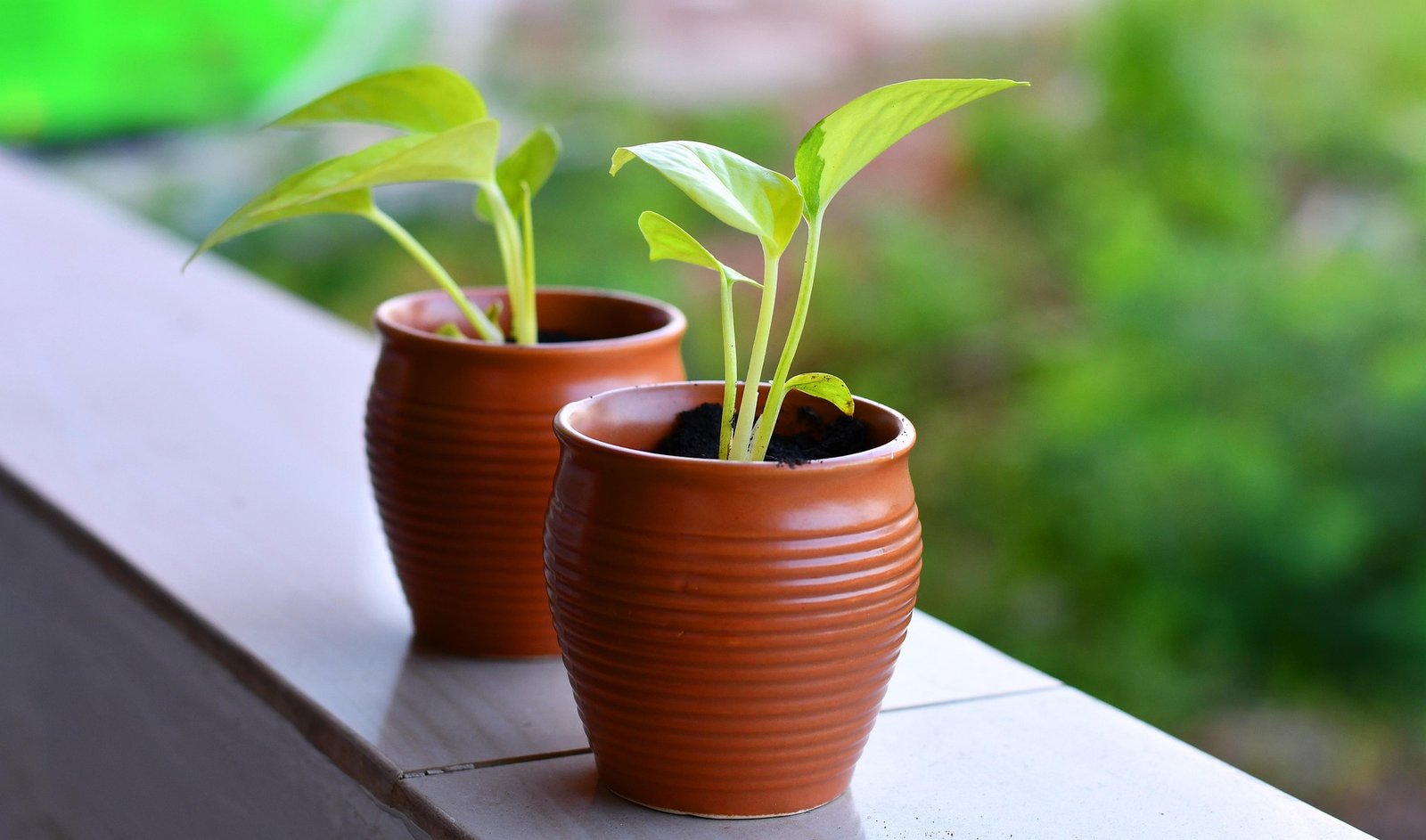 Eco Friendly Pest Spray Near Me | Complete Guide to Organic Pest Control
