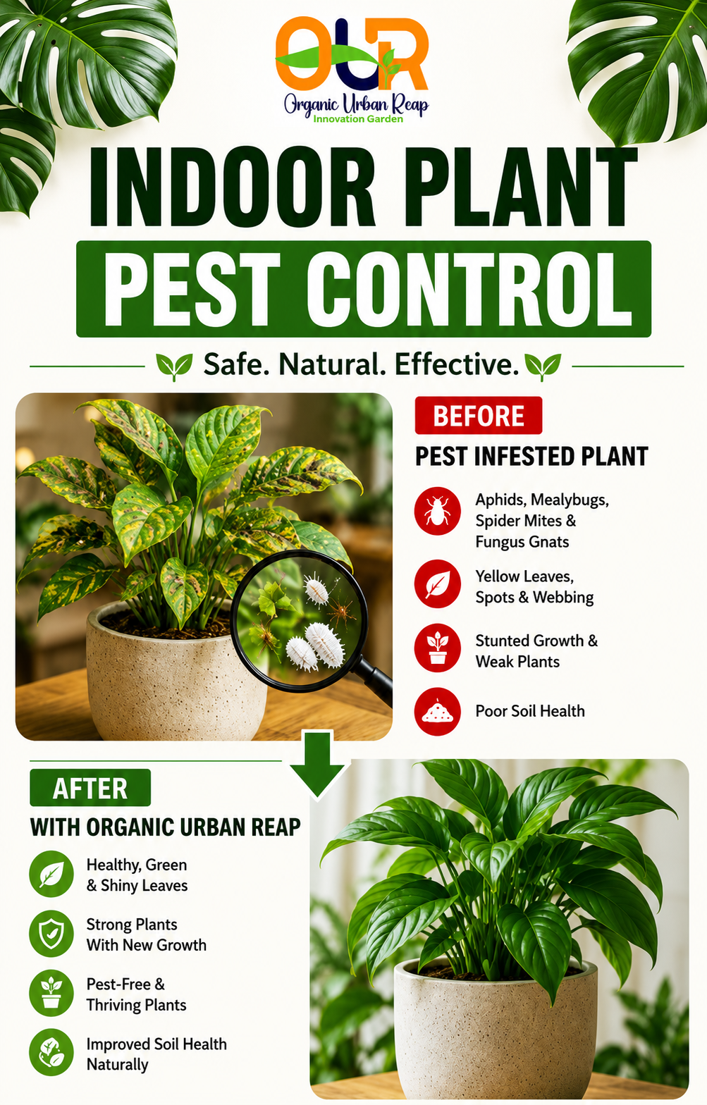 Indoor Plant Pest Control Natural Remedies | 100% Organic