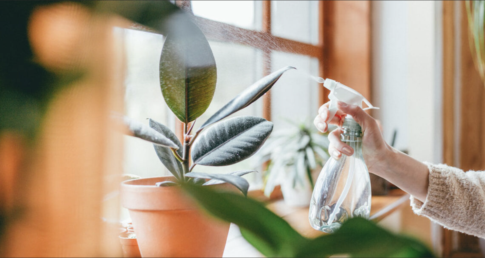 How to Keep Indoor Plants Thriving All Year Round