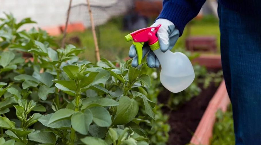 How to Protect Plants from Pests Naturally Without Using Chemicals