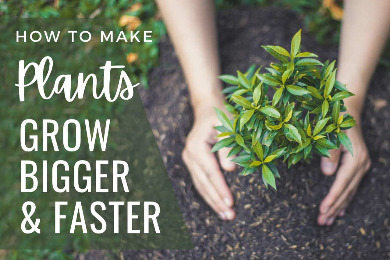 How to Make Plants Grow Faster Naturally with Proven Organic Methods