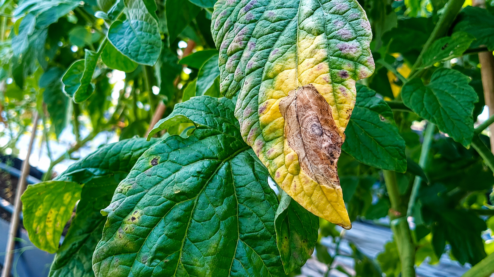 Plant Disease Identification and Prevention: A Complete Guide