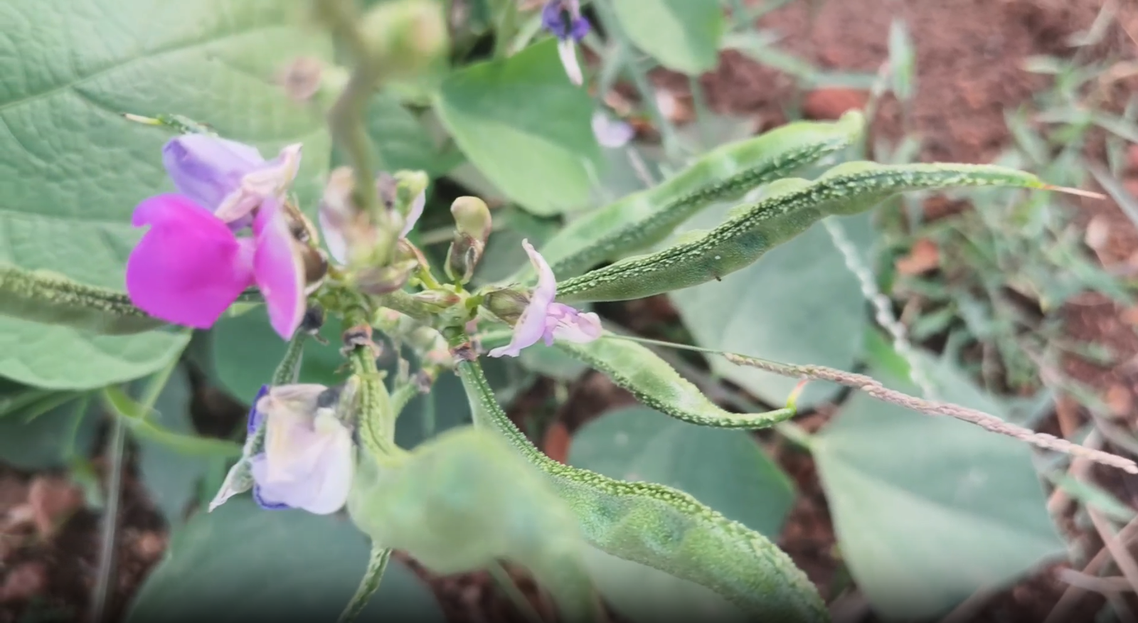 Top Liquid Organic Fertilizer Dealers in Hyderabad near me