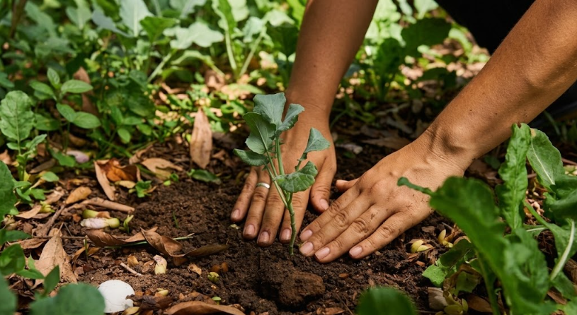 Premium Organic Fertilizers Near Me for Better Harvests