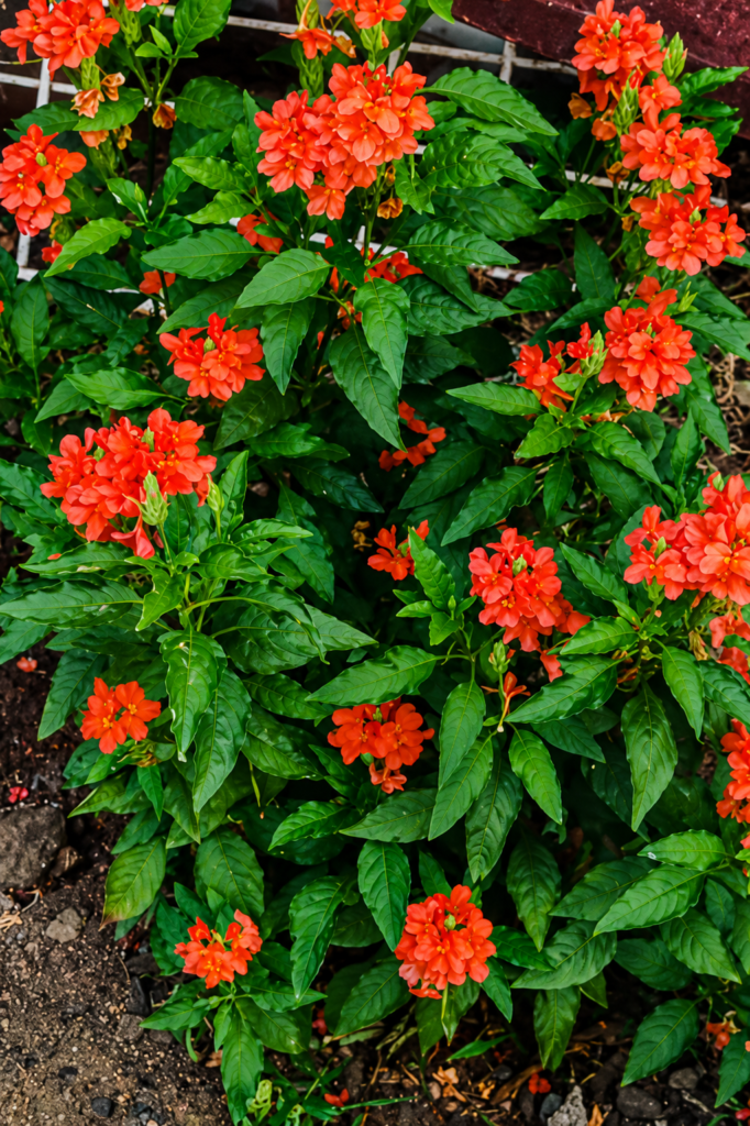 Why Healthy Soil Is the Secret Behind Every Thriving Urban Garden