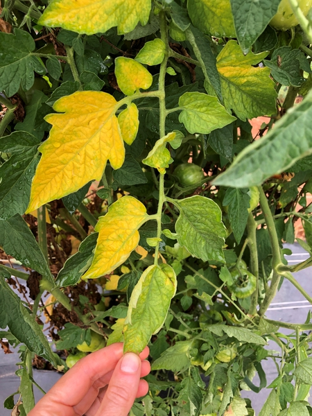Plant Disease Identification and Prevention: A Complete Guide
