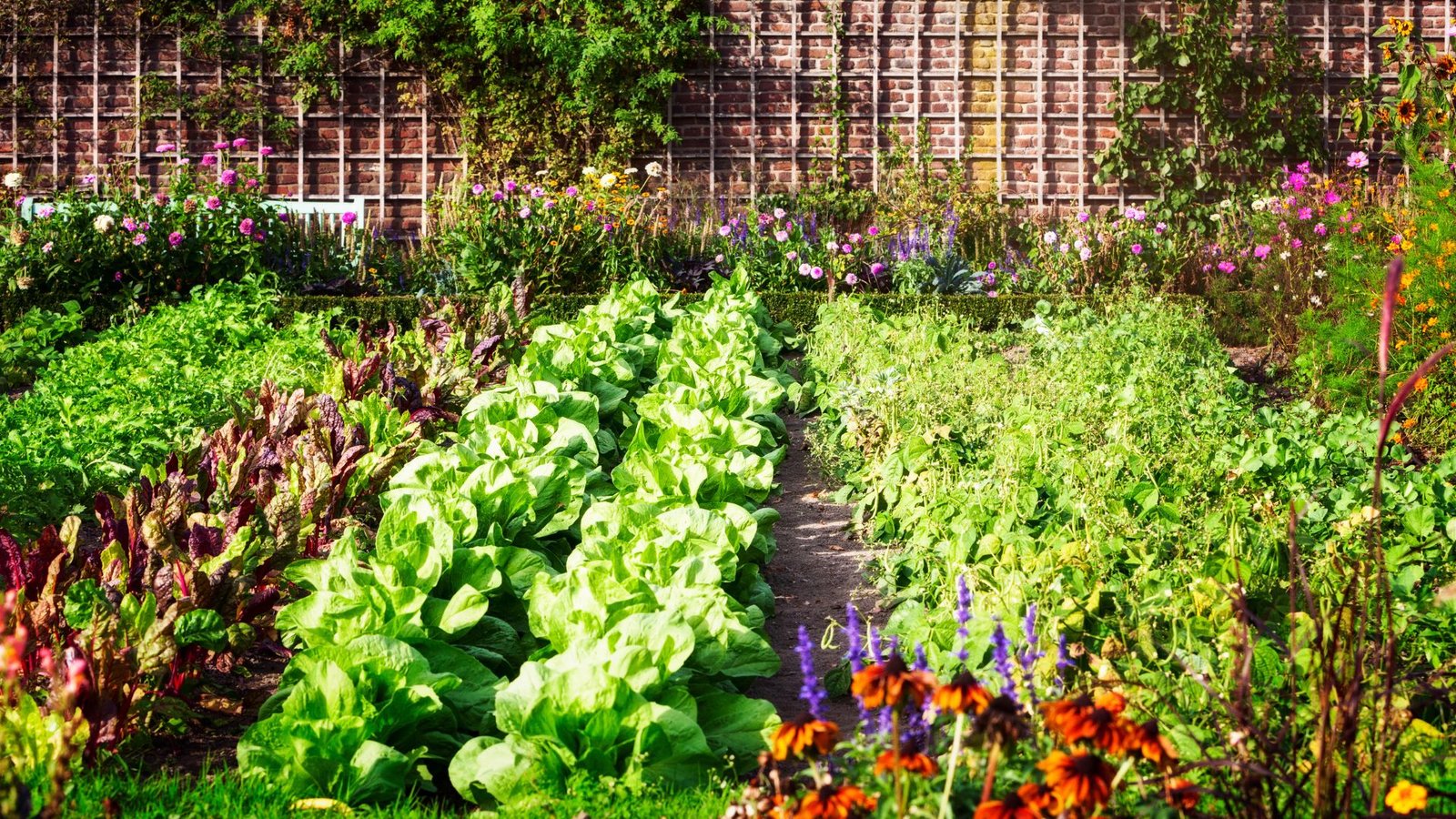 Top Benefits of Growing Organic Vegetables in Your Backyard Garden