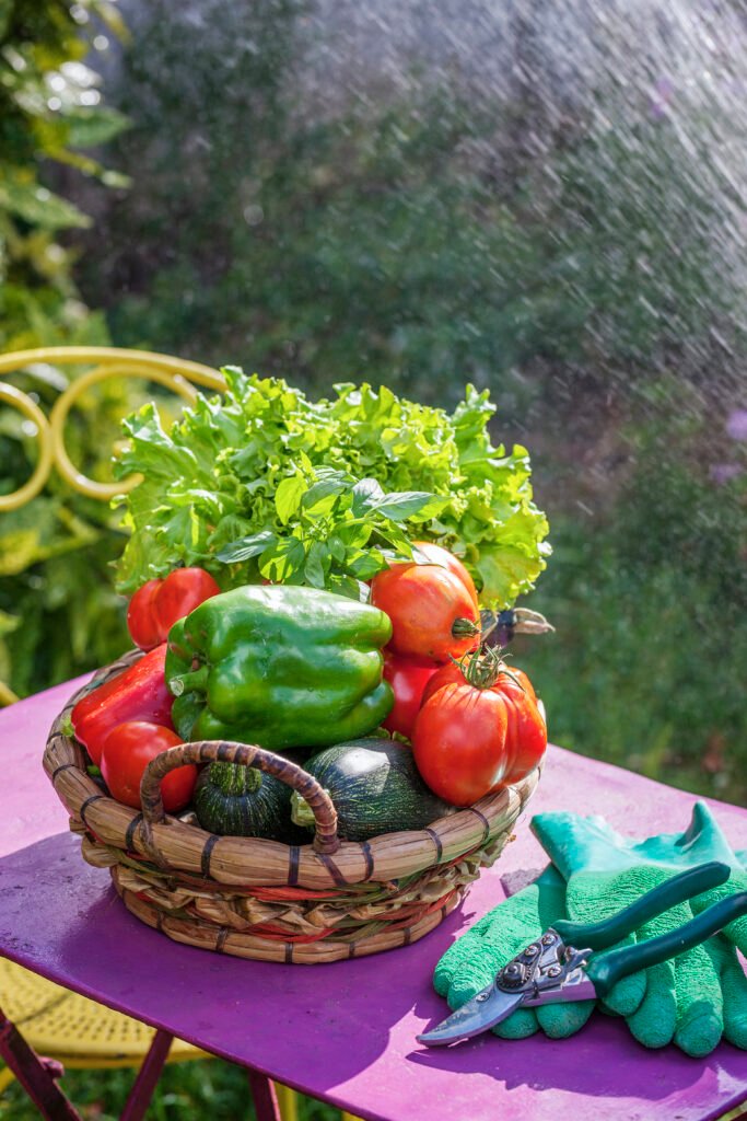 Where to Buy Organic Fertilizer in Hyderabad at the Best Price