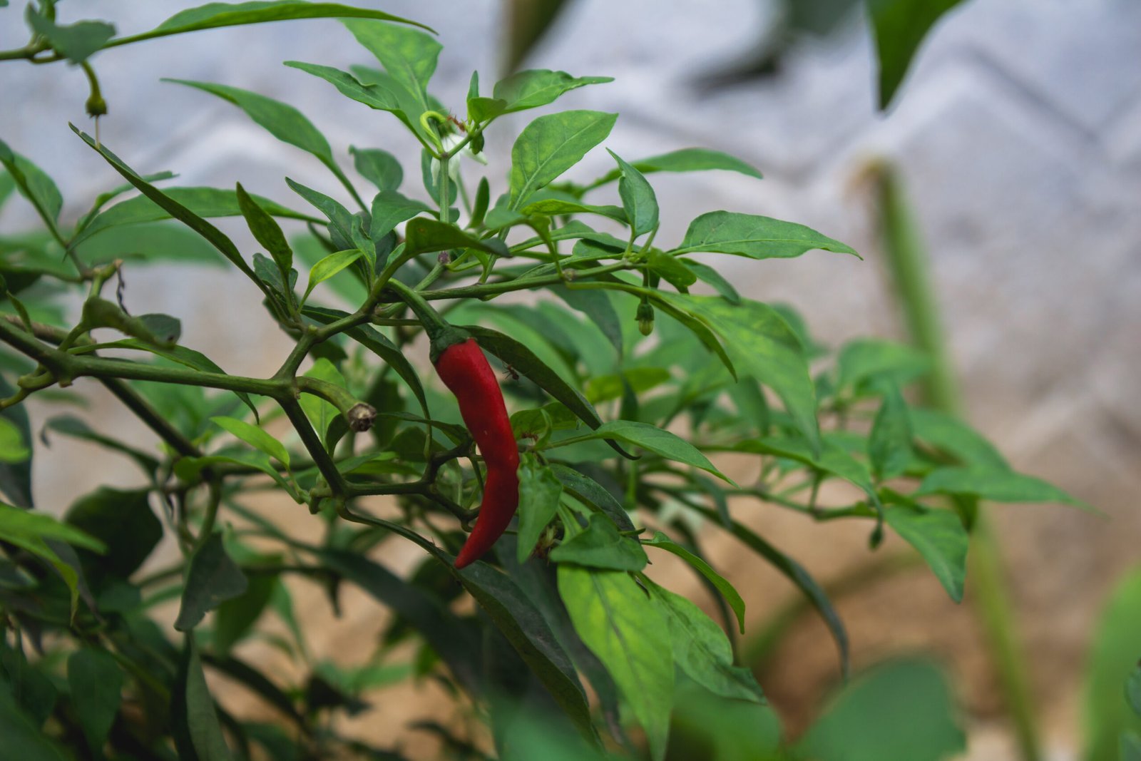 From Flowering to Harvest: Natural Ways to Improve Chilli Crop Performance
