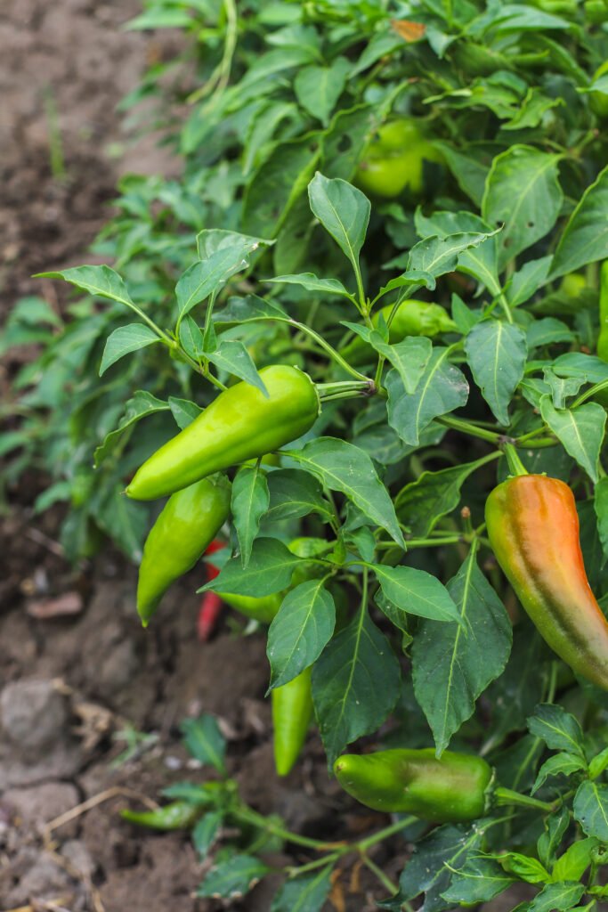 From Flowering to Harvest: Natural Ways to Improve Chilli Crop Performance
