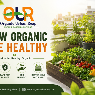 Best Vegetables to Grow in a Terrace Garden
