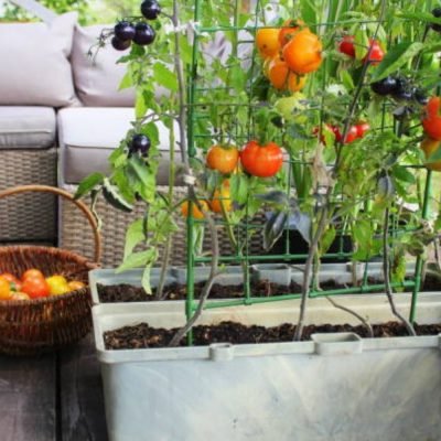 Best Balcony Gardening Kits in Telangana