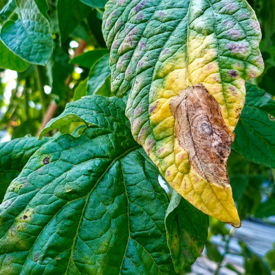 Plant Disease Identification and Prevention: A Complete Guide