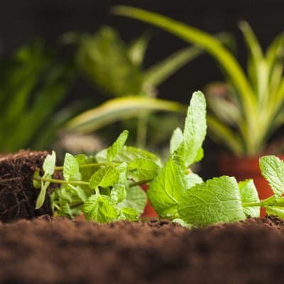 Best Gardening Products for Beginners | Organic Urban Reap