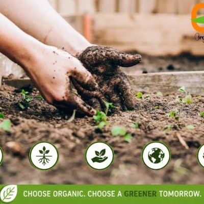 Why Organic Gardening Is More Important Than Ever