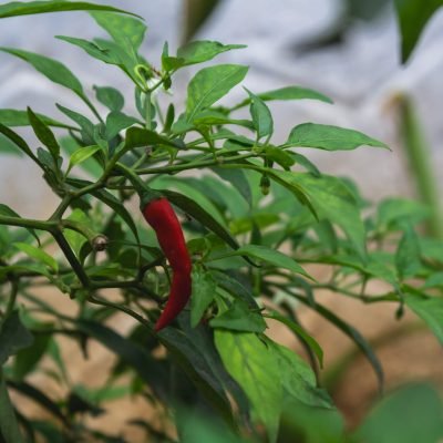 From Flowering to Harvest: Natural Ways to Improve Chilli Crop Performance
