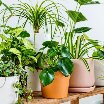 Organic Home Gardens for Healthy Living and a Better Lifestyle