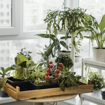 Where to Buy Organic Fertilizer in Hyderabad at the Best Price