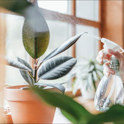 How to Keep Indoor Plants Thriving All Year Round