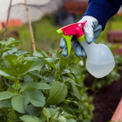 How to Protect Plants from Pests Naturally Without Using Chemicals