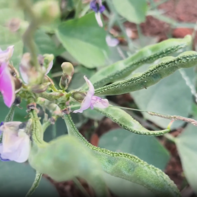 Top Liquid Organic Fertilizer Dealers in Hyderabad near me