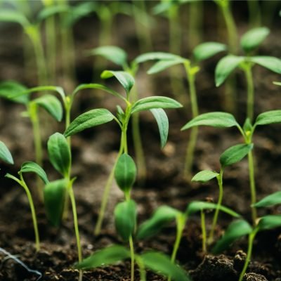 Organic Farming Products Hyderabad