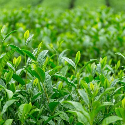 Affordable Home Gardening Services Near Me