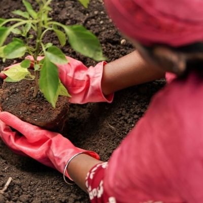 Eco Friendly Fertilizers Hyderabad