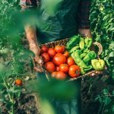 How compost improves terrace garden yield