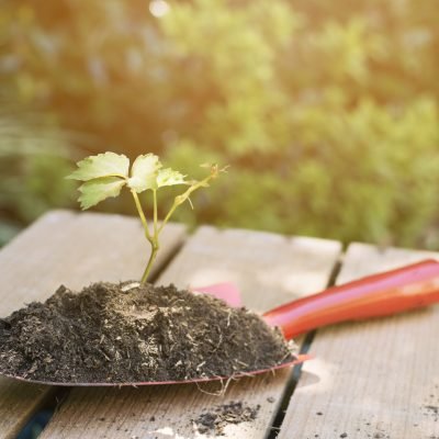 How to Improve Soil Health Naturally for Urban Farming