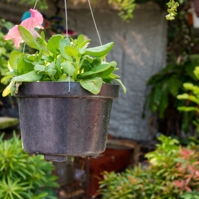 Balcony Gardening Ideas: Grow Vegetables in Small Spaces