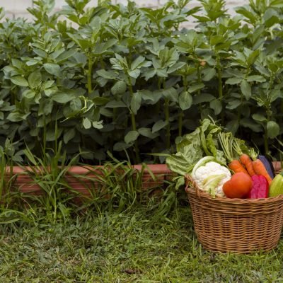 Organic plant growth boosters for terrace gardening