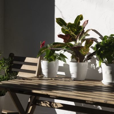 Hyderabad Urban Farming Guide: Best Organic Gardening Solutions