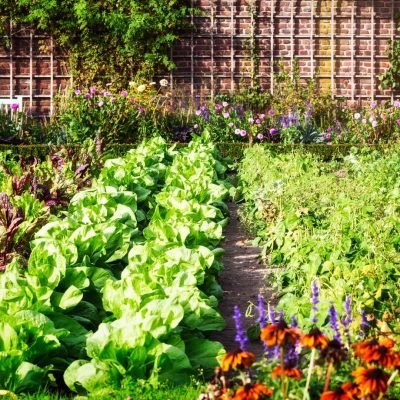 Top Benefits of Growing Organic Vegetables in Your Backyard Garden