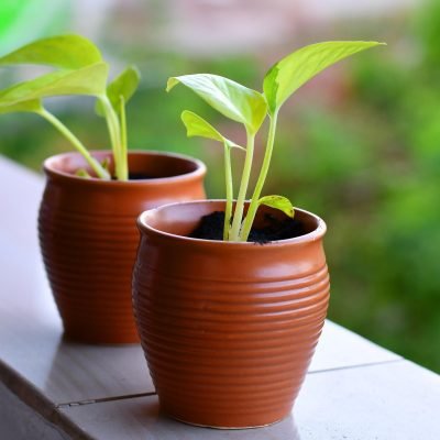 Eco Friendly Pest Spray Near Me | Complete Guide to Organic Pest Control