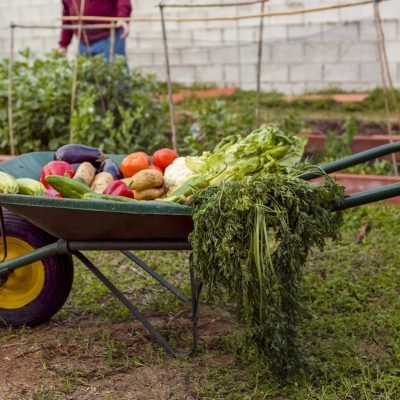 Organic gardening products near me | Organic Urban Reap