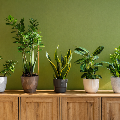 How to Maintain a Healthy Home Garden Naturally