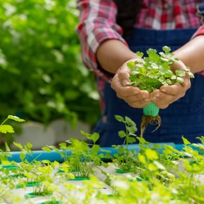 Hydroponics system, planting vegetables and herbs without using soil for health, Modern food and agricultural design concepts.