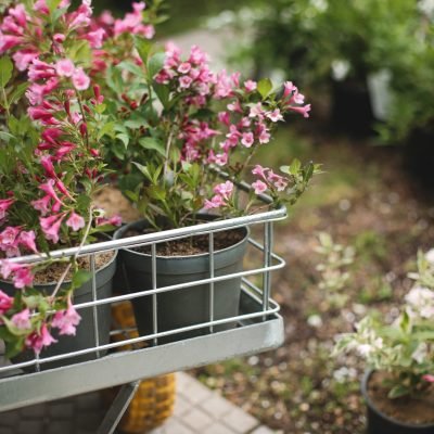 Close up photo of beautiful pink flowers in little garden cart