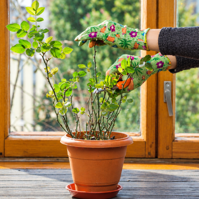 Balcony Gardening Ideas for Small Apartments in India