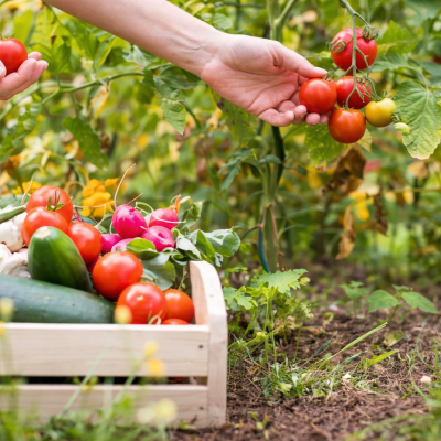 Best Gardening Products for Urban Home Gardens | Organic Urban Reap