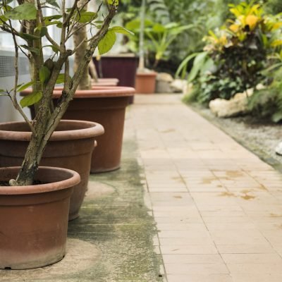 How to Protect Vegetable Plants from Pests Naturally