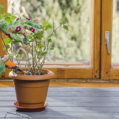Buy Premium Organic Fertilizer Near Me at Best Price