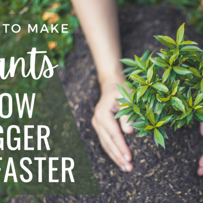 How to Make Plants Grow Faster Naturally with Proven Organic Methods