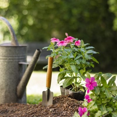 Natural plant care products for home gardening India
